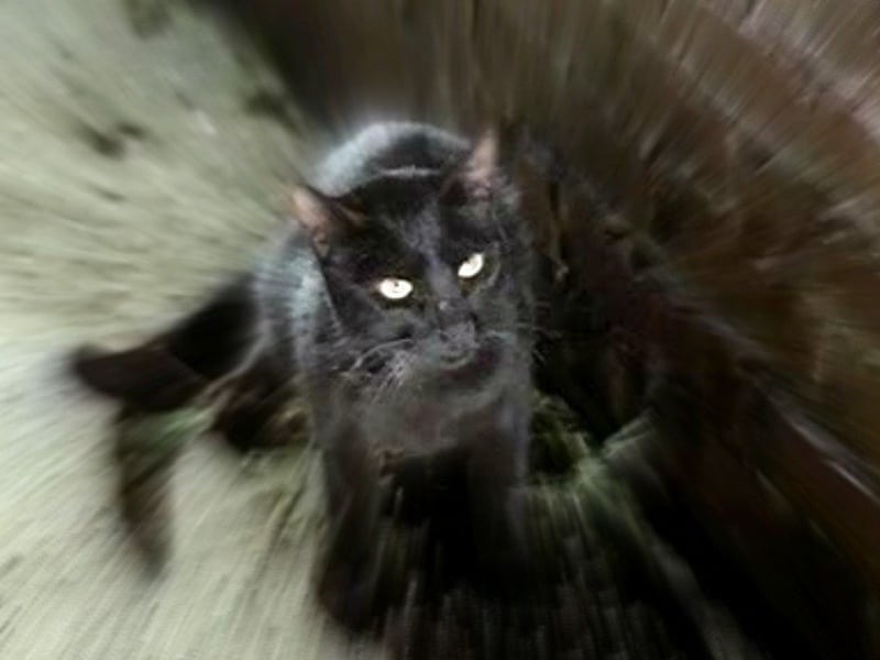 The Black Cat Lucio Fulci