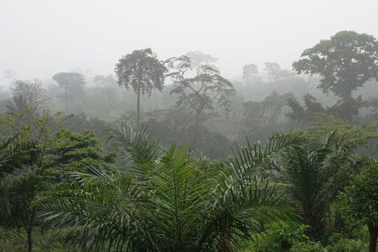 Sasabonsam Enforced the Rules of Renewal in West African Forests