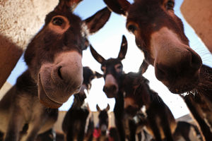 Jarjeer Mule And Donkey Refuge in Marrakesh, Morocco