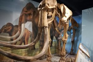 The Shropshire Mammoth in Shropshire, England