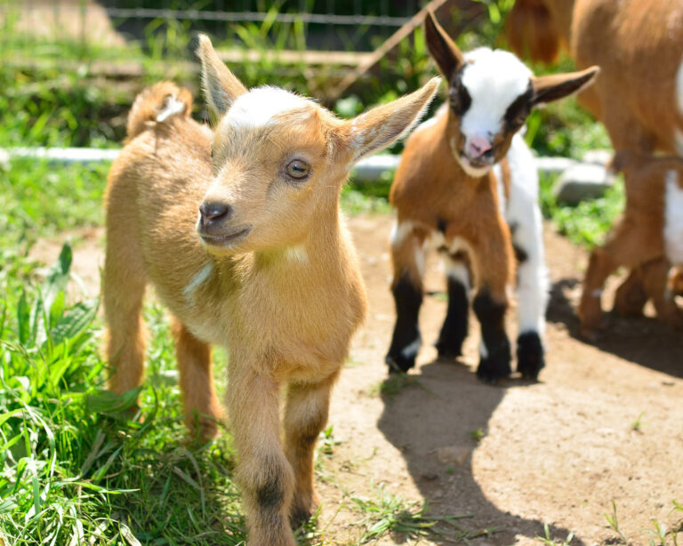 The Small Goat Breed That’s a Star of Urban Farms