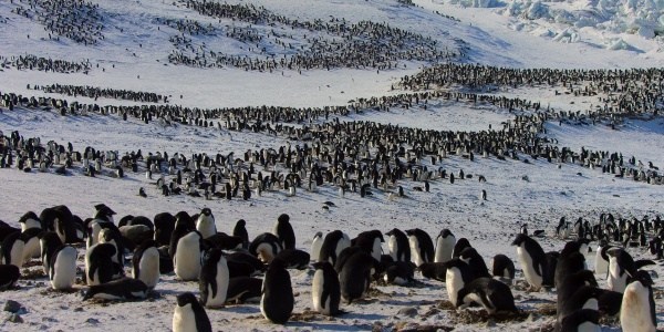 In Disney Nature's PENGUINS: LIFE ON THE EDGE, It's Filmmakers Versus Penguins