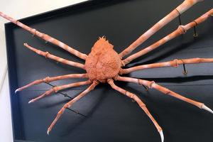 Japanese Giant Spider Crab in New Brunswick, New Jersey