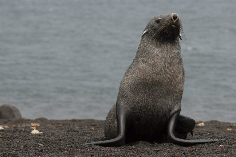 Over 200 Years, Humans Have Hunted Some of Antarctica’s Animals Almost to Extinction