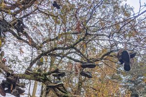 The Appalachian Trail Shoe Tree in Blairsville, Georgia