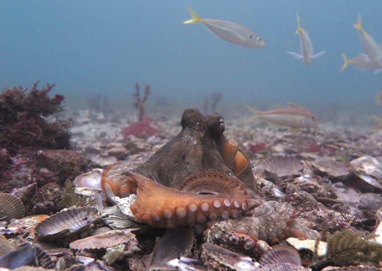 When Usually Solitary Octopuses Get Together, Odd Things Happen