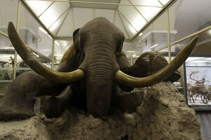 Berezovsky Mammoth in St Petersburg, Russia