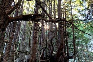 Enchanted Forest in Whitethorn, California