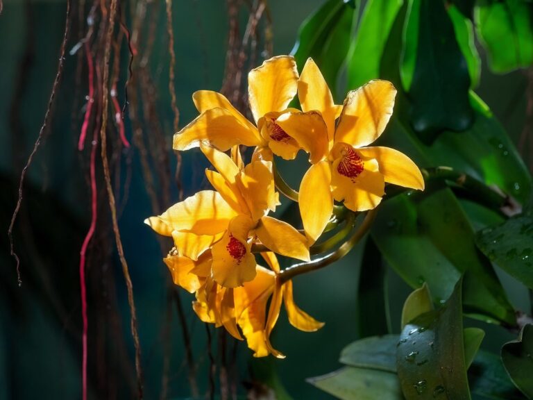 Meet the World’s Least-Charismatic Orchid