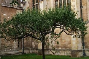 Newton’s Apple Tree, Trinity College in Cambridge, England