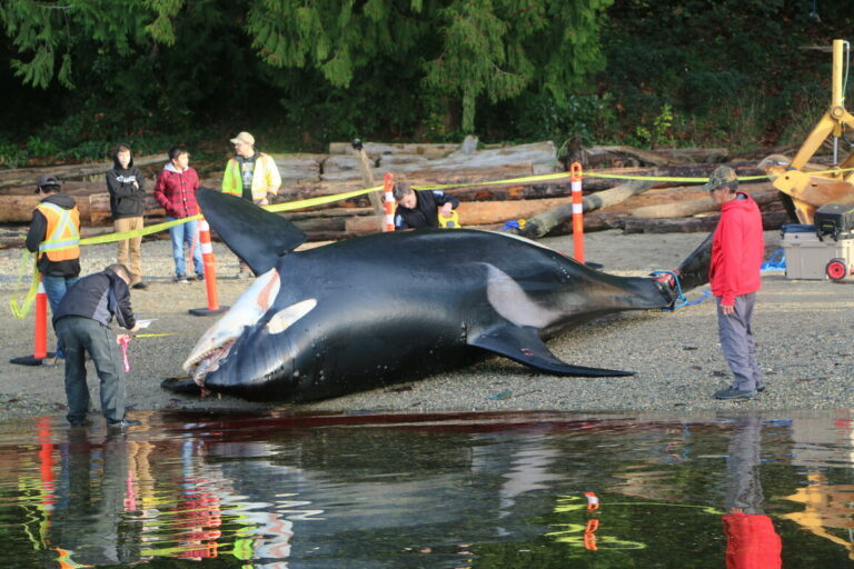 Orca Post-Mortems Tell the Story of a Population Facing Numerous Threats