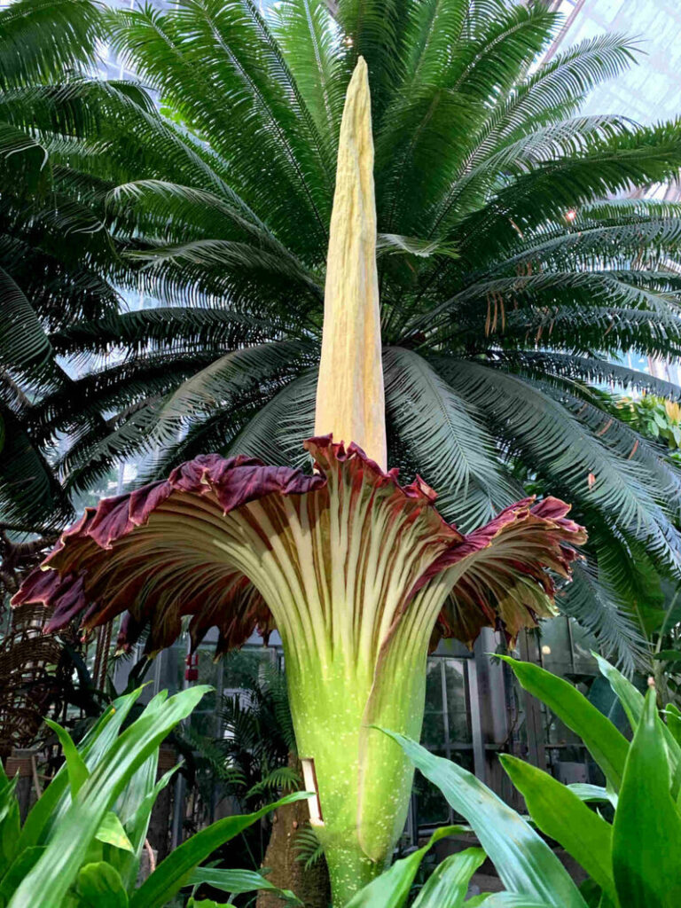 The Careful Work of Breathing Life Into the Corpse Flower