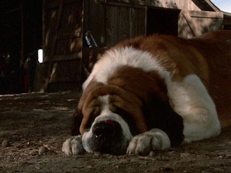 Cujo hulu january 2021