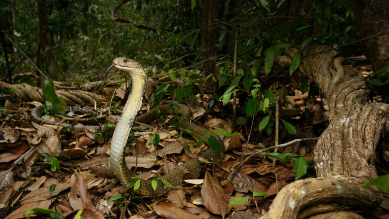 Meet the King Cobra Rescue Team That Saves Both People and Snakes