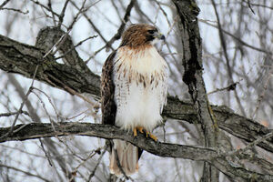 Birds of prey are a frequent sanctuary visitor.