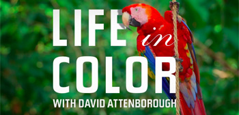 Dazzling Doc Series ‘Life in Color with David Attenborough’ Trailer