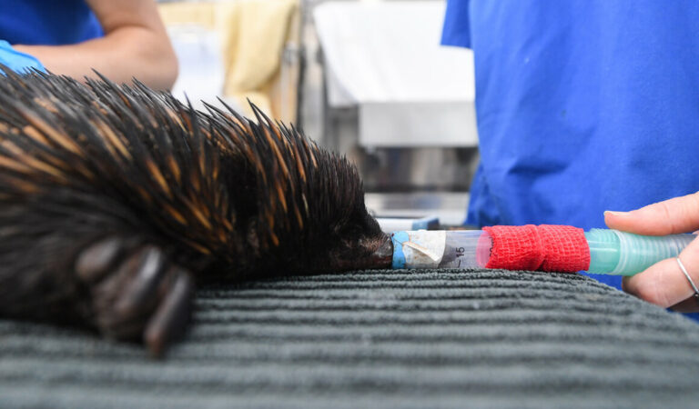 How a Vet Hospital on Wheels Rescued Australian Wildlife During Floods