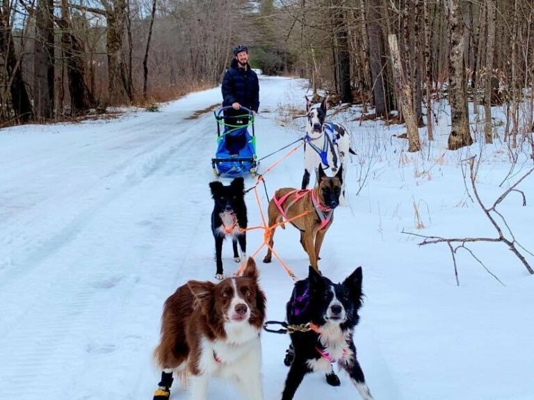 No Huskies, No Problem: These Unexpected Sled Dogs Have Serious Pull