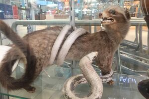 Seized Endangered Species Exhibit in Brisbane Airport, Australia
