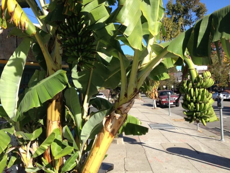 Can ‘Banana Buffers’ Save California From Wildfires?