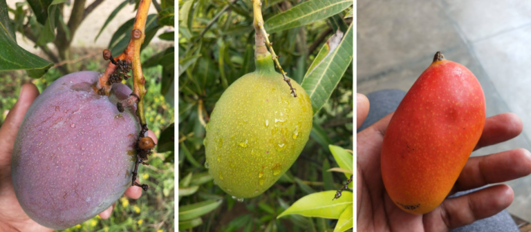 How India’s ‘Mango Man’ Grew a Tree With 300 Flavors