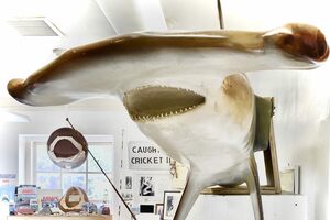 Living Sharks Museum in Westerly, Rhode Island