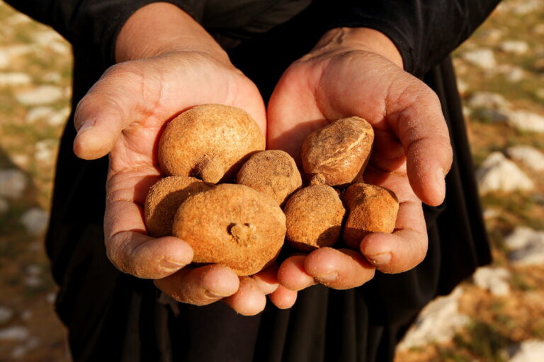 The Risks and Rewards of the Remarkable Desert Truffle